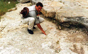 Dinosaur Tracks with human footprint