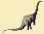 Apatosaurus