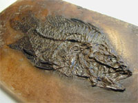 Ein in ursprüngliche weicher Masse versunkener Fisch mit Flossen